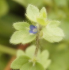 Veronica triloba