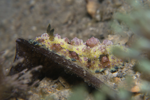 Gorgeous Wart Slug