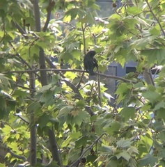 Sturnus unicolor