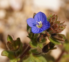 Veronica praecox