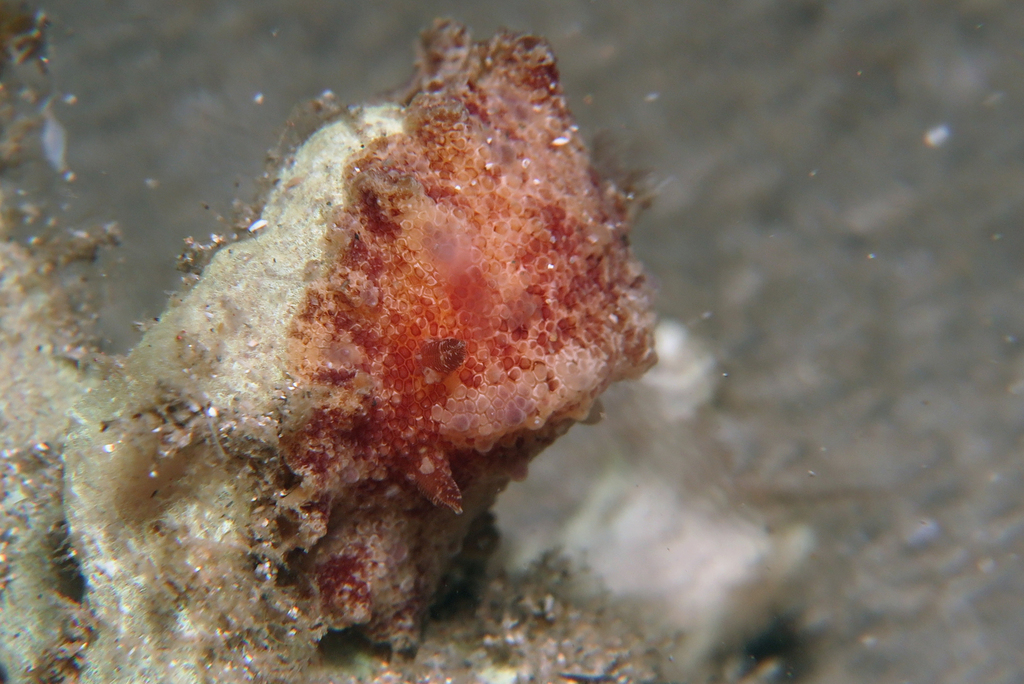 Lilac-spotted Tentacled Dorid