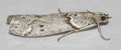 Myelopsis alatella