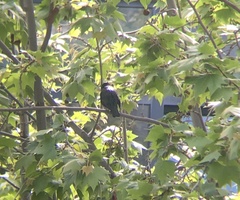 Sturnus unicolor