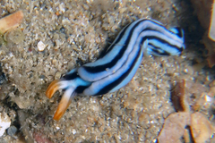 Nudipleura