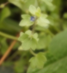 Veronica triloba