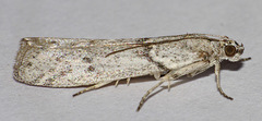 Myelopsis alatella