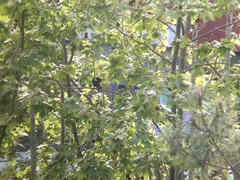 Sturnus unicolor
