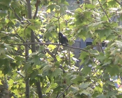 Sturnus unicolor