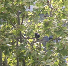 Sturnus unicolor