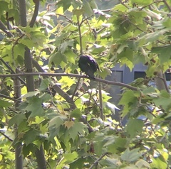 Sturnus unicolor