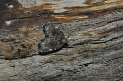 Lepidoptera