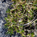 Poa acicularifolia acicularifolia - Photo Ningún derecho reservado, subido por Peter de Lange