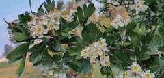 Crataegus azarolus var. aronia image