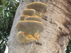 Hymenochaetaceae
