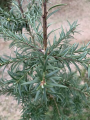 Saxegothaea conspicua