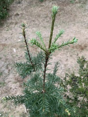 Saxegothaea conspicua