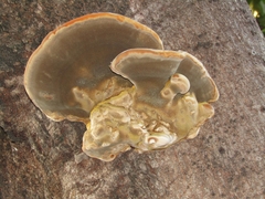 Hymenochaetaceae