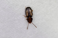 Laemophloeus terminalis