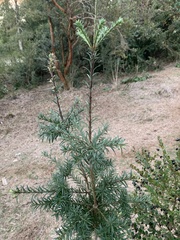 Saxegothaea conspicua