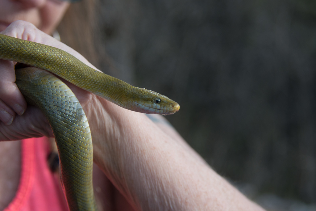 Green Rat Snake