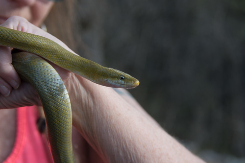 Green Rat Snake