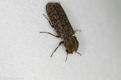 Lichenophanes bicornis