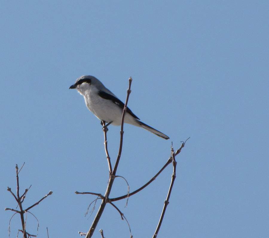 Northern Shrike
