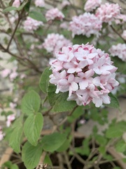 Viburnum carlesii
