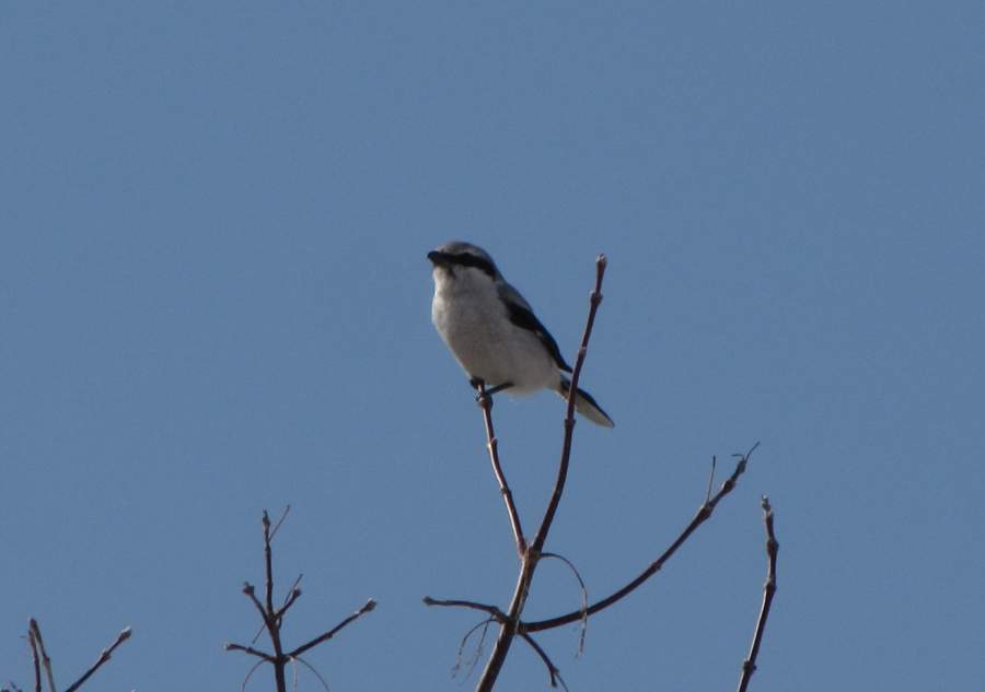 Northern Shrike