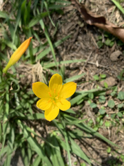 Zephyranthes citrina