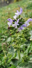 Salvia verbenaca