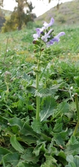 Salvia verbenaca