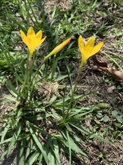 Zephyranthes citrina