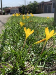 Zephyranthes citrina