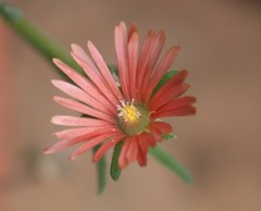Delosperma neethlingiae