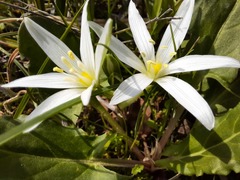 Ornithogalum sintenisii