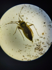 Reuterista instabilis