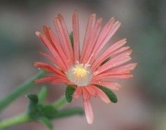 Delosperma neethlingiae