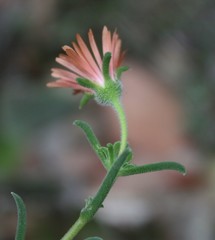 Delosperma neethlingiae
