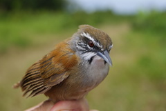 Pheugopedius genibarbis