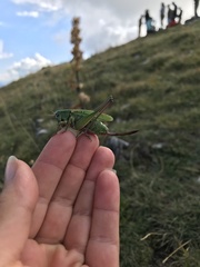 Decticus verrucivorus verrucivorus