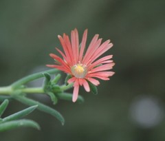 Delosperma neethlingiae