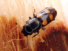 Glischrochilus quadripunctatus