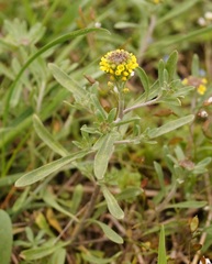 Odontarrhena tortuosa