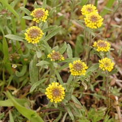 Odontarrhena tortuosa