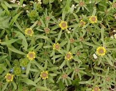 Odontarrhena tortuosa