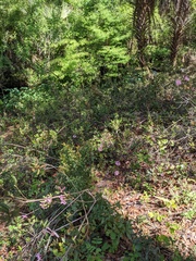 Rhododendron chapmanii