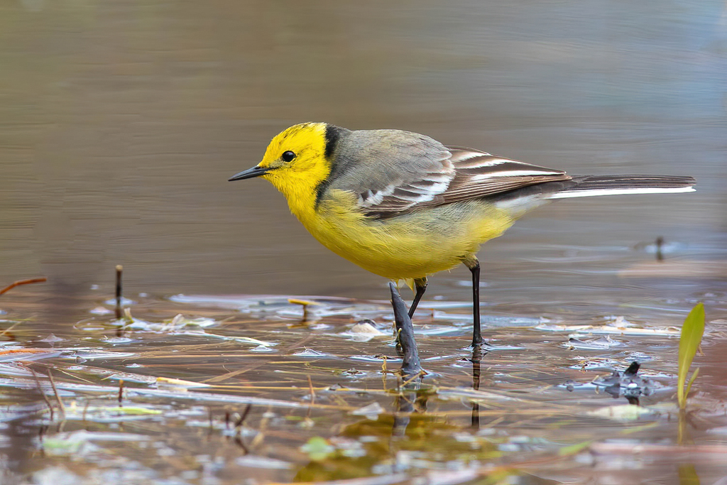 Citrine Wagtail (Motacilla citreola) photo