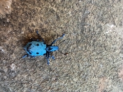 Ericydeus schoenherri