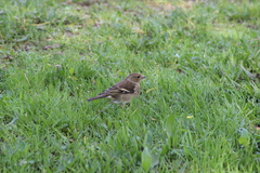 Fringilla coelebs